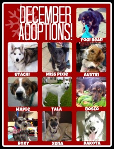 december adoptions