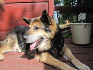 Basking at the cottage!