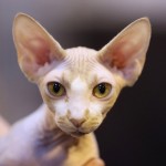 sphynx-cats-and-kittens-5