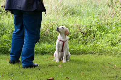 dogTraining