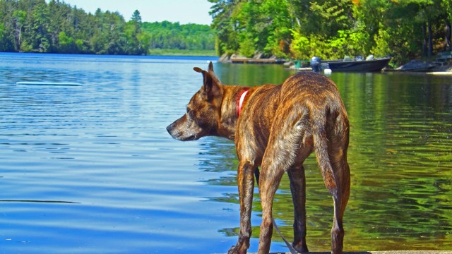 Cottage Safety Tips For Dogs Animal Guardian