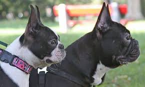 are boston terrier ears cropped